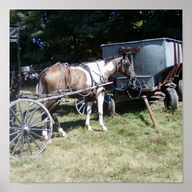 Pinto Amish Horse Poster (Vorne)