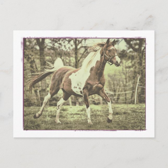 Pinto Arabian Postkarte (Vorderseite)