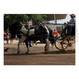 Pinto Draft Horse 2018 Mt. Agréable, Iowa