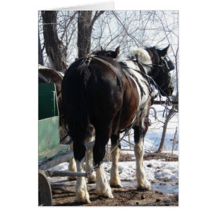 Pinto Draft Horses in Winter