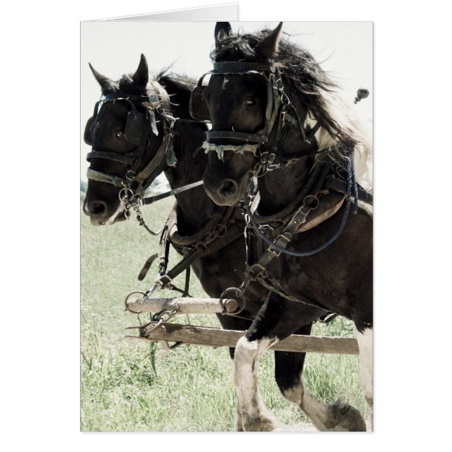 Pinto Drafts au travail (Devant)