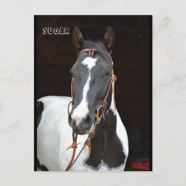 Pinto Filly nommé cheval carte postale "Sucre" (Devant)