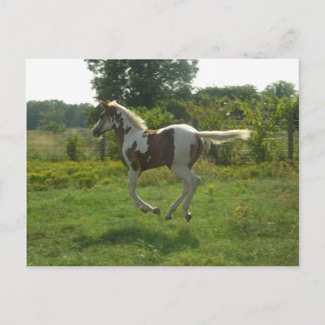 Pinto Filly Postcard Postkarte (Vorderseite)