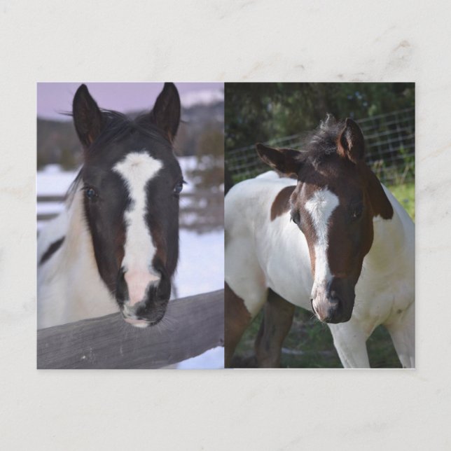 Pinto filly Shasta Postkarte (Vorderseite)