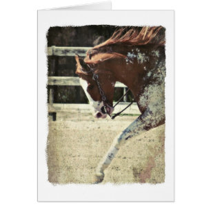Pinto Horse Blank Inside Grey Card