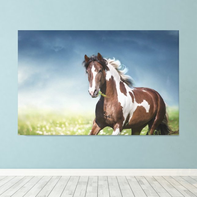 Pinto Horse Gallops durch Blumenfruchtwiese Leinwanddruck (Insitu (Holzboden))