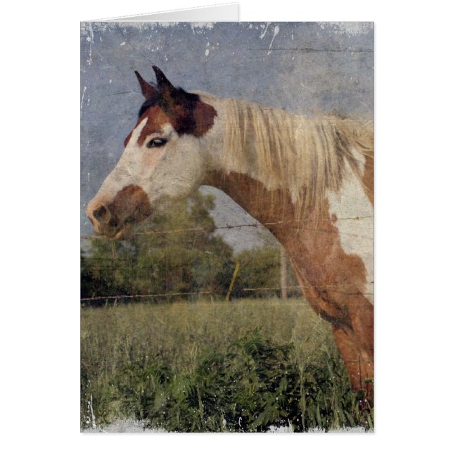 Pinto Horse Grunge (Devant)
