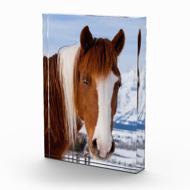 Pinto Horse Monte Moran im Winter Fotoblock (Rechts)