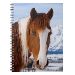 Pinto Horse Monte Moran im Winter Notizblock