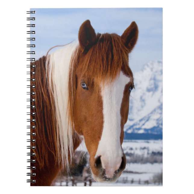 Pinto Horse Monte Moran im Winter Notizblock (Vorderseite)