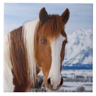 Pinto-Horse Mount Moran im Winter Fliese