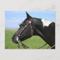 PINTO HORSE POST CARD