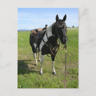 PINTO HORSE POST CARD POSTKARTE