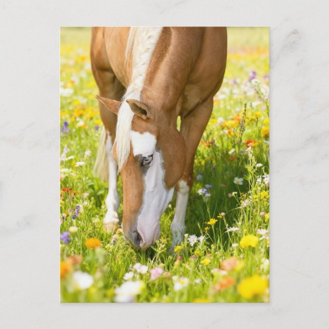 Pinto im Wildblumenfeld malen Postkarte (Vorderseite)