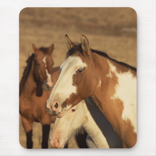 Pinto in Herd Mousepad (Vorne)