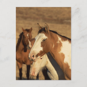 Pinto in Herd Postkarte