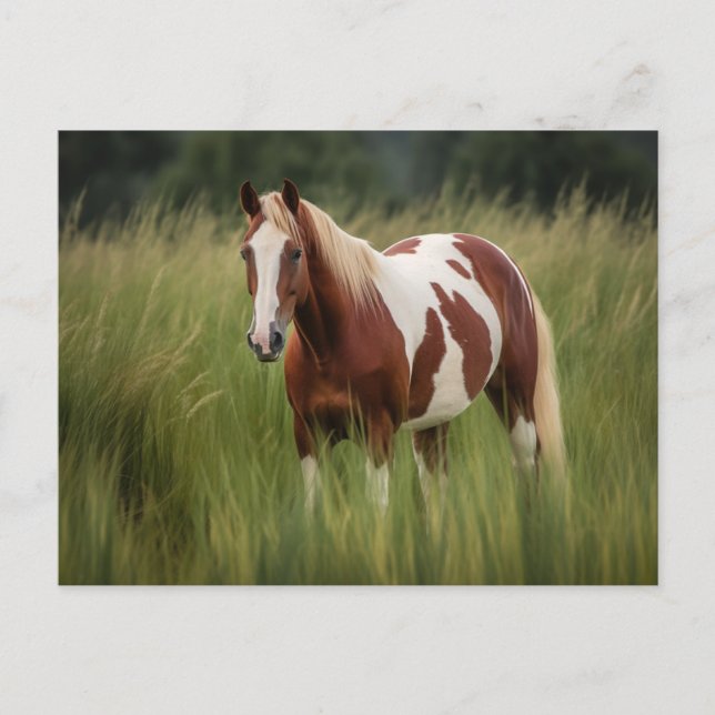 Pinto Mustang Horse in Groß Postkarte (Vorderseite)