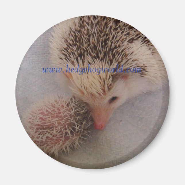 Pinto-Paarmagnet Magnet (Vorne)