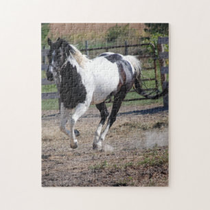 Pinto Paint Horse
