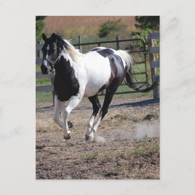 Pinto Paint Horse Postkarte (Vorderseite)