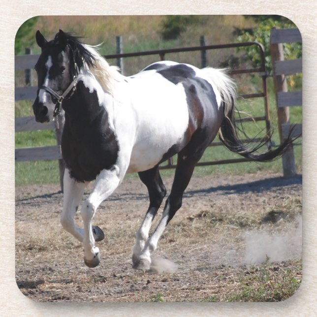 Pinto Paint Horse Untersetzer (Vorderseite)