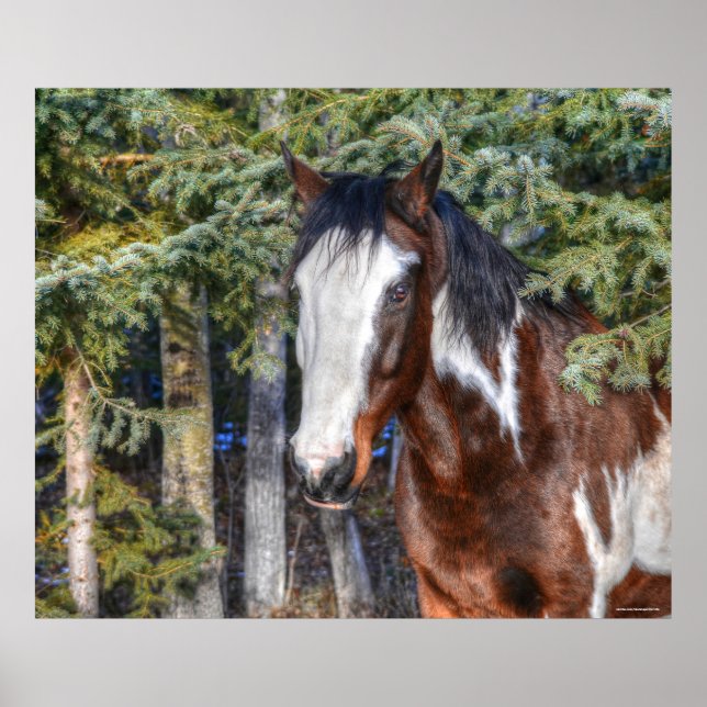 Pinto Paint Stallion & Evergreen Trees Poster (Vorne)