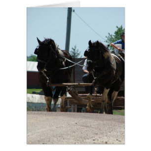 Pinto, paire de dépouille