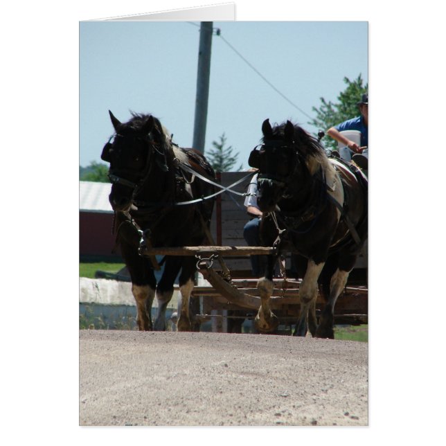 Pinto, paire de dépouille (Devant)