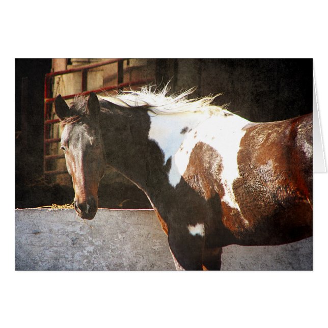Pinto Pferd (Vorderseite (Horizontal))