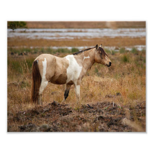 Pinto Pferd Fotodruck