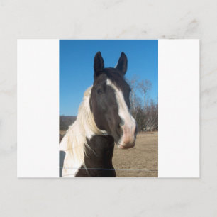 Pinto Pferd Postkarte
