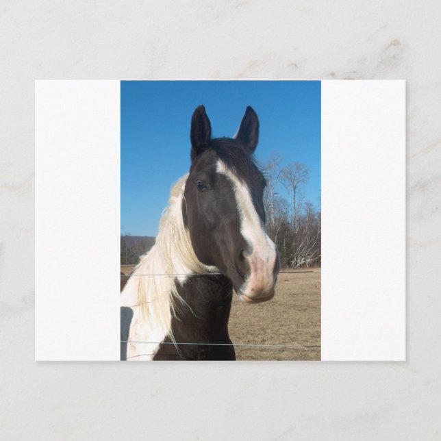 Pinto Pferd Postkarte (Vorderseite)