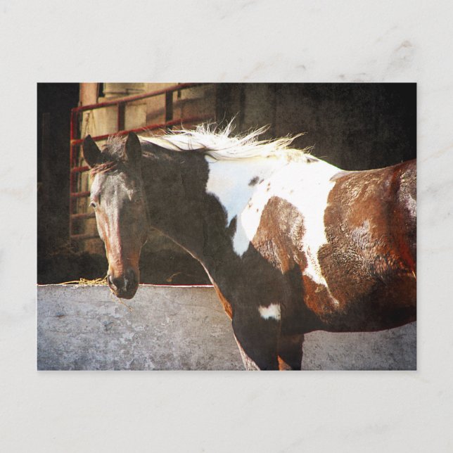 Pinto Pferd Postkarte (Vorderseite)