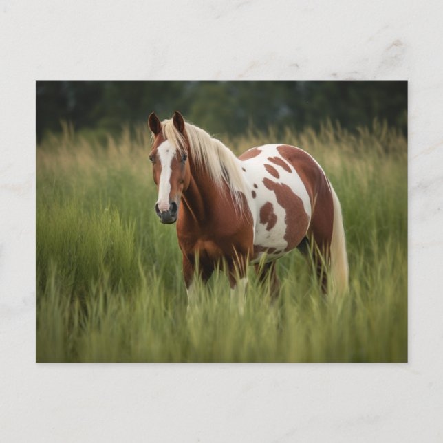 Pinto Pferd Postkarte (Vorderseite)