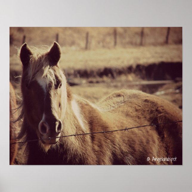 Pinto Pony Poster (Vorne)