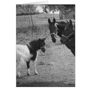 Pinto Pony und Pferde