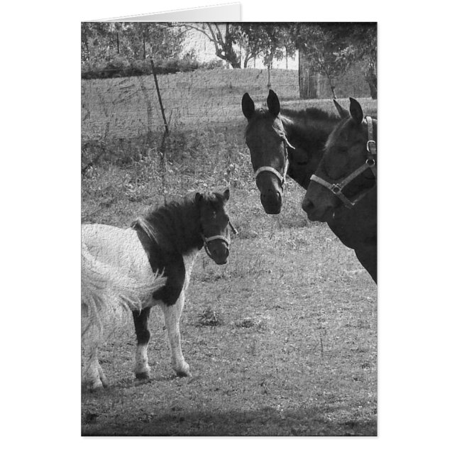 Pinto Pony und Pferde (Vorne)