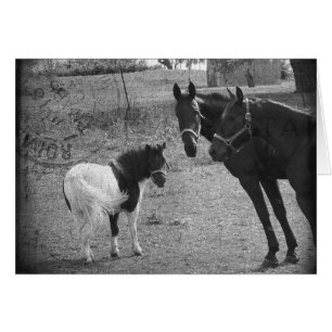 Pinto Pony und Pferde
