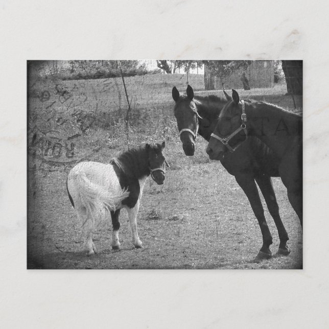 Pinto Pony und Pferde Postkarte (Vorderseite)