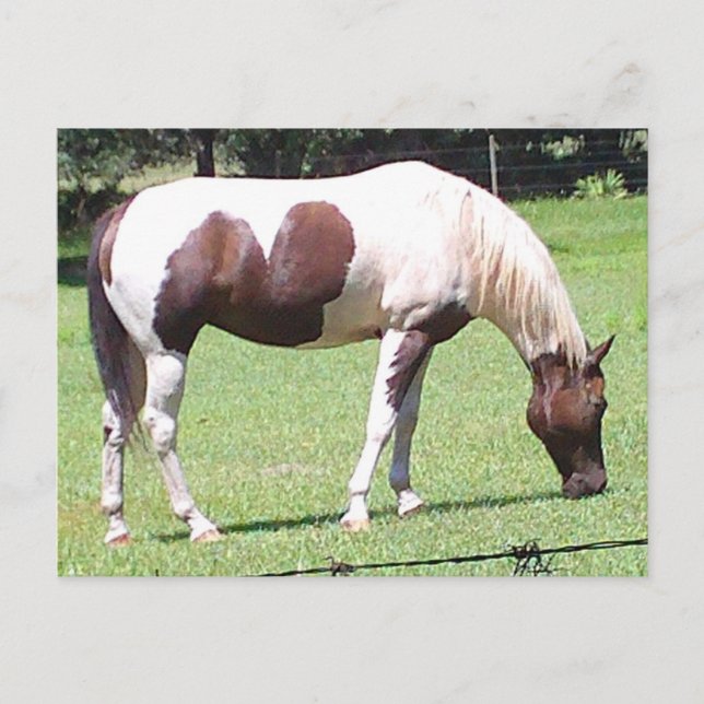 Pinto Postkarte (Vorderseite)