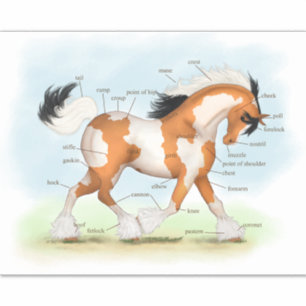 Pinto Sinti und Roma Horse Educational Equine Anat Aufkleber