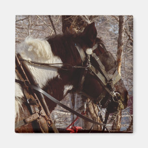 Pinto-Tiefpferd Magnet