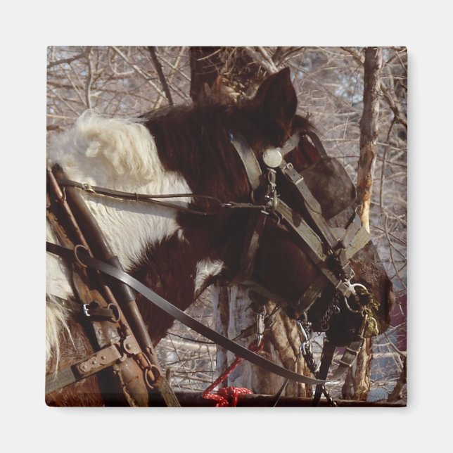 Pinto-Tiefpferd Magnet (Vorne)