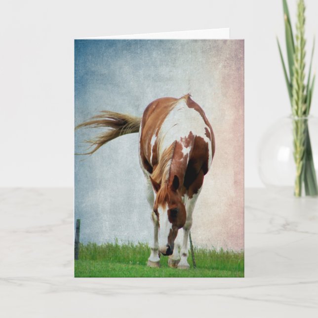 Pintopferd, Alles Gute Zum Geburtstag Karte (Vorderseite)