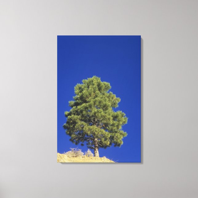 Pinyon Pine, Pinus edulis, Zion National Park, Uta Leinwanddruck (Vorderseite)