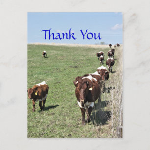 Pinzgauer Cattle 8371 Carte postale - personnalise