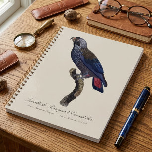 Pionus fuscus, ou Pione brune