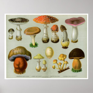 Piosonous Pilze - Pilze und Toadstools Poster