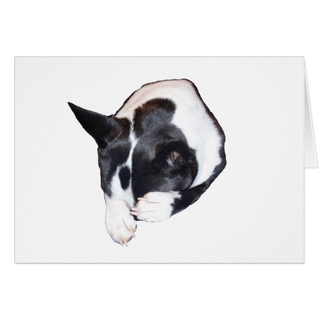 Piper - Dormir (Devant horizontal)