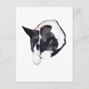 Piper - Schlafen Postkarte